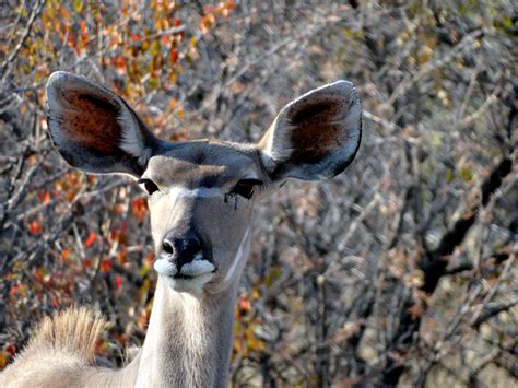 Female Kudu Etosha Np Photo By Rick Hildenbrand Kudu Animals Photo