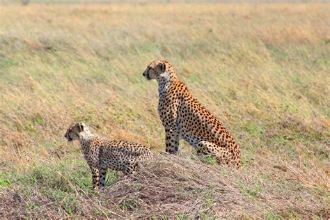 2 Days Masai Mara Game Reserve Terminal Tours Kenya