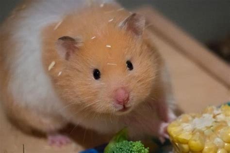 How To Care For A Pregnant Hamster A Complete Guide