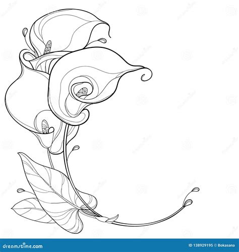 Calla Lily Flowers Cartoon Vector | CartoonDealer.com #65401323