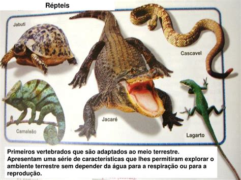 Considerando Os Aspectos Evolutivos De Répteis E As Principais Características