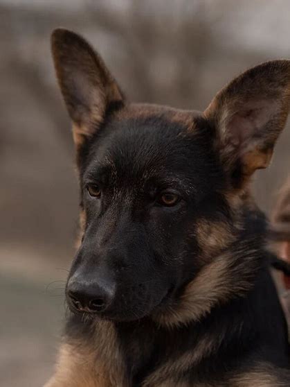 100 Best Male German Shepherd Dog Name Ideas Petpress