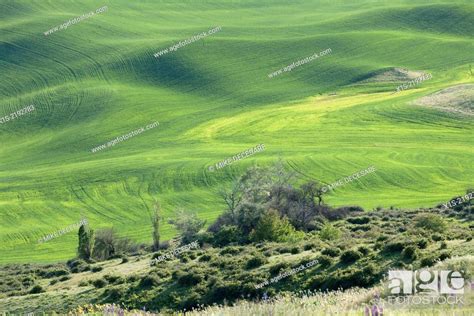 Steptoe Butte Landscapes Stock Photo Picture And Rights Managed Image