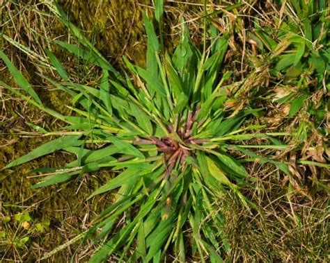 Crabgrass Vs Quackgrass Identification And Differences With Pictures