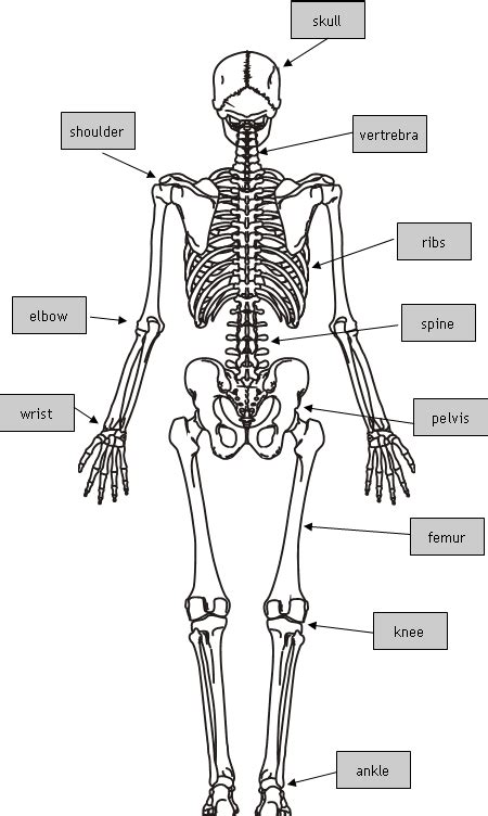 The human skeleton creates structure, provides connection and support for muscles. Muscles and bones ~ PE Tamixa