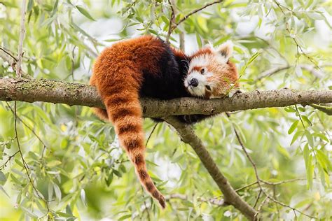 What Are The Biggest Threats To The Endangered Red Panda