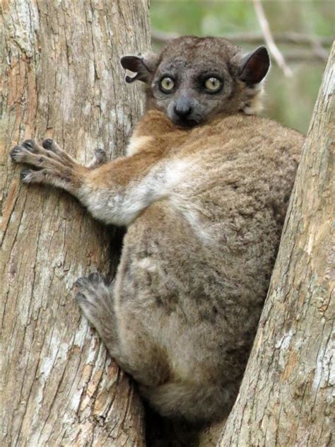 Hubbards Sportive Lemur Beast Wars Transformers Wiki Fandom
