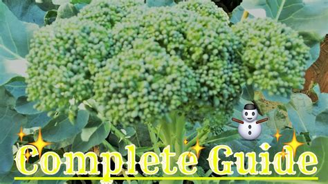 How To Grow Broccoli Seed Youtube