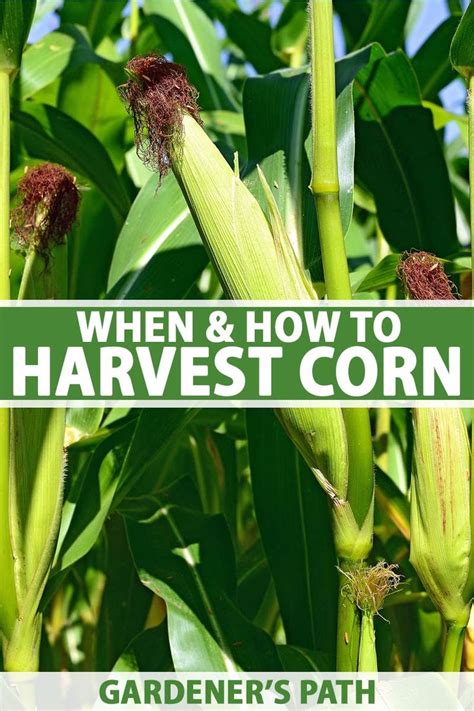 Are you wondering if your corns are ready to be harvested? When and How to Harvest Corn | Gardener's Path in 2020 ...