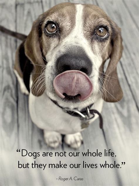 353 Best Images About Beagle Love And Dog Quotes On
