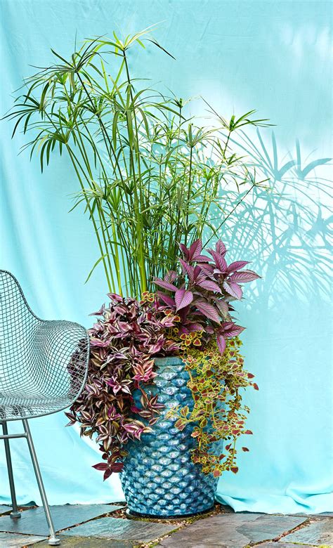 No Fail Tropical Container Garden Combinations Shade Plants Container
