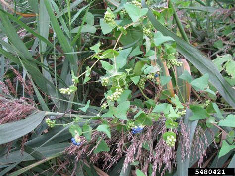 We did not find results for: mile-a-minute vine, Asiatic tearthumb, Persicaria ...