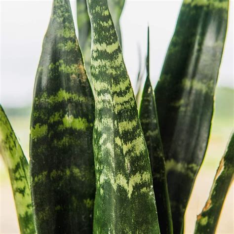 Snake Plant Sansevieria Zeylanica 16in Tall Air Purifying