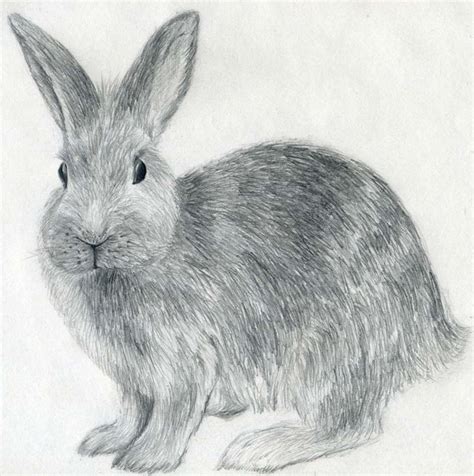 Easy Rabbit Pencil Drawing Bestpencildrawing