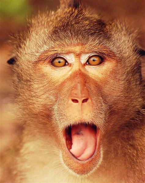 91 Astonished Animals Who Are Freaked Out By Whats Happening Monkeys
