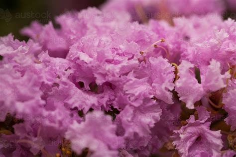 Other common names running myrtle. Image of Pink crepe myrtle flowers - Austockphoto