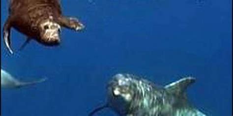 Dolphins Help Young Seal The Dodo