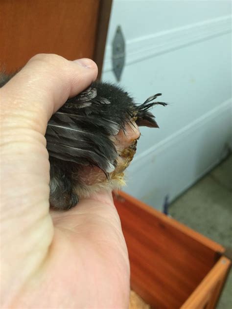 New Chicks Have Missing Tail Feathers Infected Looking Under Vent