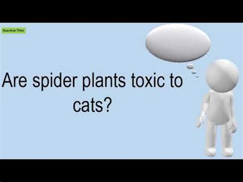 Spider plant | aspca additional common names: Are Spider Plants Toxic To Cats? - YouTube