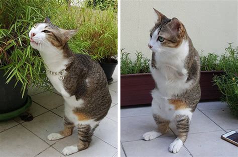 This Cat Who Lost His Two Front Legs Now Walks Like A T Rex