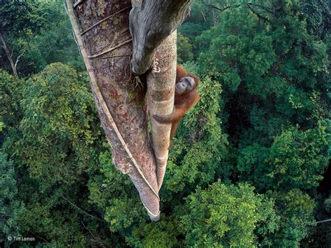 These Are The Incredible Winners Of The 2016 Wildlife Photographer Of