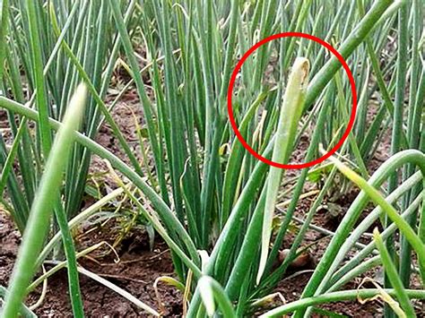 Pengendalian Busuk Daun Bawang Merah Kampustani