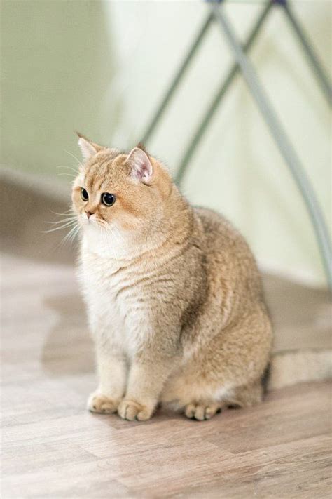Perchik Cats Bri Cats British Shorthair Ny 25 British Golden Cat