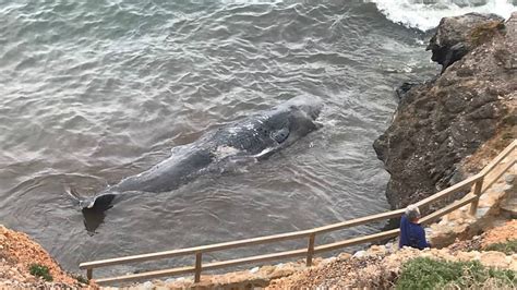 Angespülter Wal In Südspanien Hatte 29 Kilo Plastik Im Magen Euronews