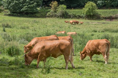Brown Cows Grazing In Farmland Stock Image Image Of Countryside Horn