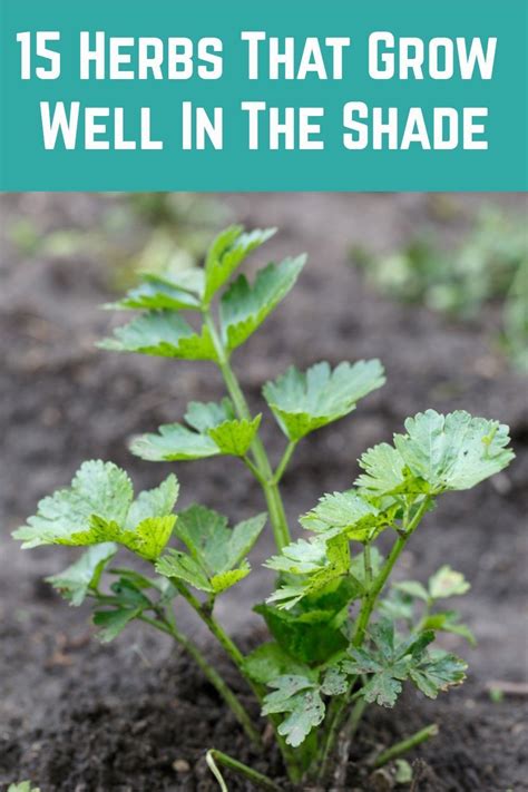 15 Herbs That Grow Well In The Shade In 2020 Herbs Outdoor Herb