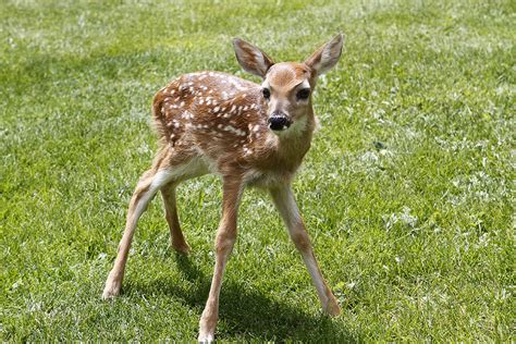 Spotted Fawn Thru Our Eyes Photography Linton Wildlife Photos