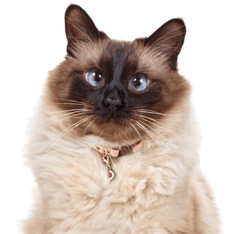 Balinese Kittens For Sale In 2021 Balinese Cat Cats