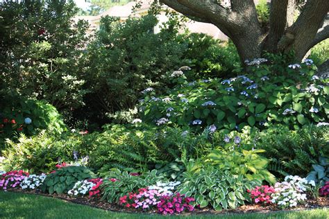 Shade Garden With Hydrangea Thuem Garden Plant