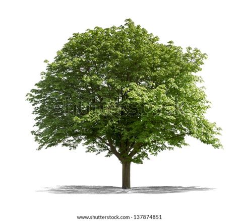 Beautifull Green Tree On White Background Stock Photo Edit Now 137874851