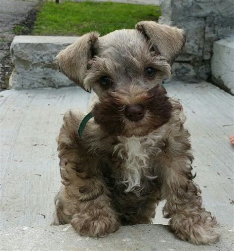 157 Best Images About Teacup Schnauzers On Pinterest