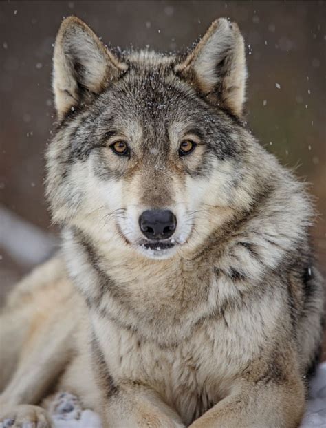 Beautiful Wolf Dog Wolf Love Wolf Photos