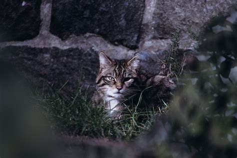Back Into The Wild Scottish Wildcats To Be Bred In Captivity As The