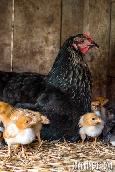 How To Hatch Eggs With A Broody Hen Imaginacres