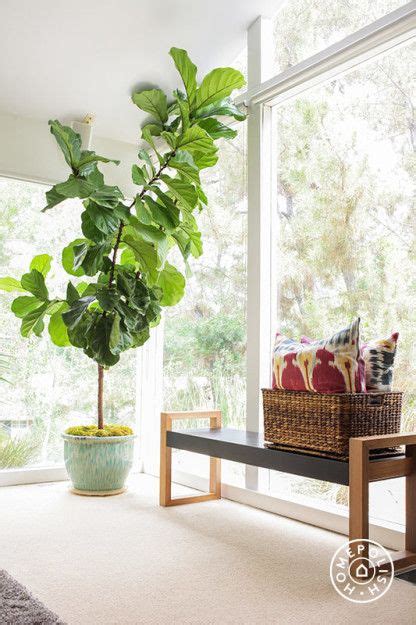 Pruning And Shaping Your Fiddle Leaf Fig Plant To Keep It Healthy Artofit