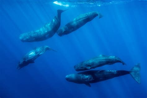 Big Pod Of Sperm Whales Azores George Karbus Photography
