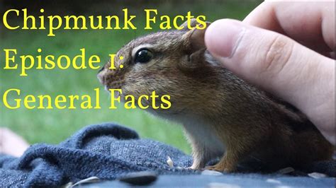 Chipmunk Facts Episode 1 General Facts Youtube