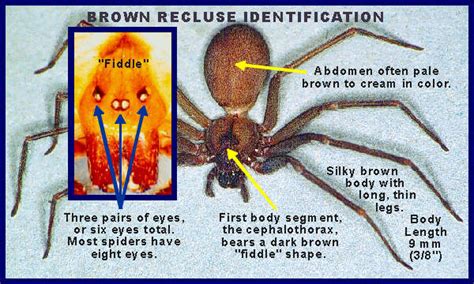 Know Your Spiders Brown Recluse Spider Spider Identification Chart My