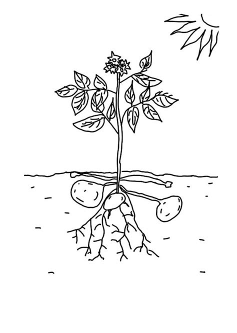 Growing Plants Growing Potatoe Coloring Page : Coloring Sky