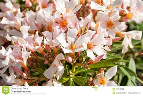 Sweet Oleander Stock Image Image Of Pink Floral Flowering 120840769