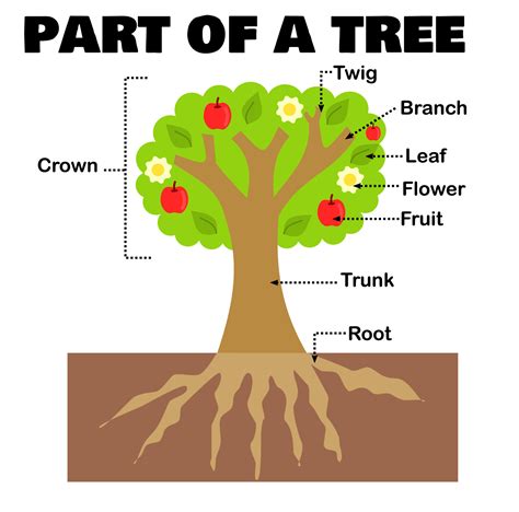 Part Of A Tree Or Plant For Science And Educationworksheet For Kids
