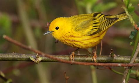 Download Yellow Warbler - Introduction | Neotropical Birds Online