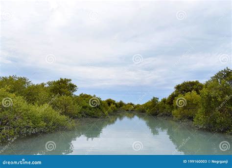 View Of The Strange And Beautiful Mangrove Forests Whose Roots Are In