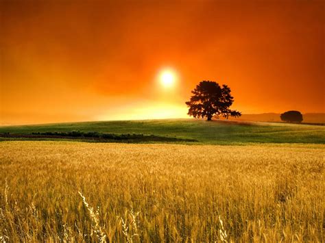 Field With Wheat Golden Orange Tree Grass Sunset Sun Red Sky Wallpaper