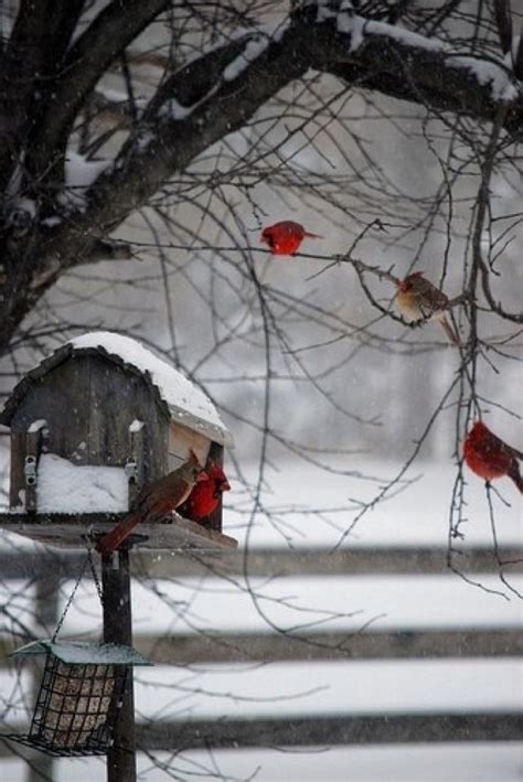 Oh What A Beautiful Winter Scenelove Red Birds