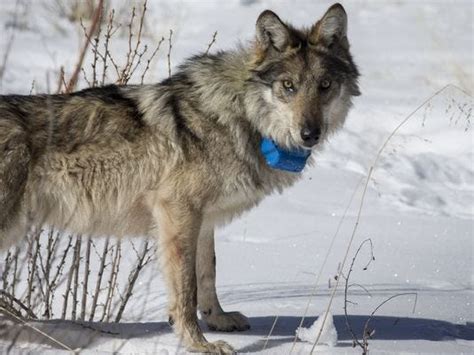 After Rising To Record 110 Mexican Wolves Endangered